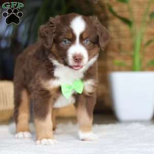 Roo, Miniature Australian Shepherd Puppy